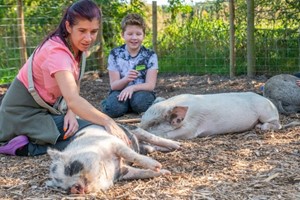 Piggy Pet and Play for Two at Kew Little Pigs picture