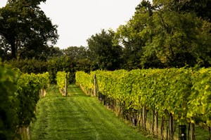 Vineyard Tour with Lunch Platter for Two at Yorkshire Heart Vineyard and Brewery Image 2