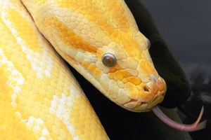 Click to view details and reviews for Meet The Reptiles At The Animal Experience For Two Adults And Two Children.