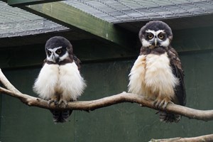 Entry to the Scottish Owl Centre for Two Adults and Two Children Image 5