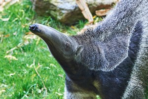 Giant Anteater Close Encounter Experience for One at Drusillas Park Zoo Image 1