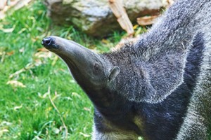 Giant Anteater Close Encounter Experience for Two at Drusillas Park Zoo Image 2