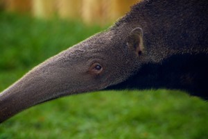 Giant Anteater Close Encounter Experience for One at Drusillas Park Zoo Image 2