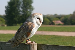 Introductory Falconry Session for Two in Warwickshire picture