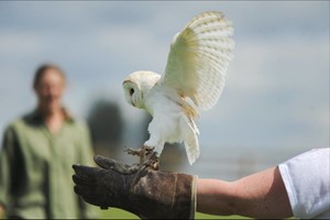 Introductory Falconry Session for One in Warwickshire picture