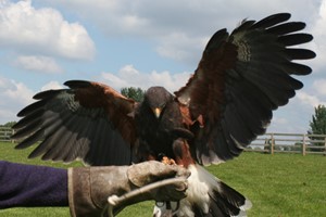 Bird of Prey Day in Warwickshire for One picture