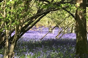 Forest Bathing and Woodland Wellbeing Walk for One in Brighton Image 2