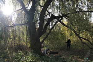 Forest Bathing and Woodland Wellbeing Walk for One in Brighton Image 3