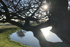 Forest Bathing and Woodland Wellbeing Walk for One in Brighton Image 4