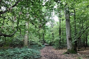 Forest Bathing and Woodland Wellbeing Walk for One in Brighton Image 5