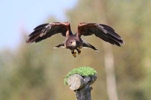 VIP Family Session at Xtreme Falconry Image 1