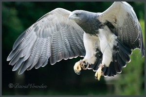 VIP Family Session at Xtreme Falconry Image 2