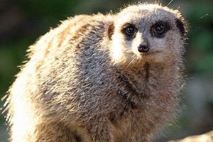 Meet the Meerkats Experience for a Family of Four  Image 2