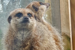 Meet The Meerkats Experience For Two