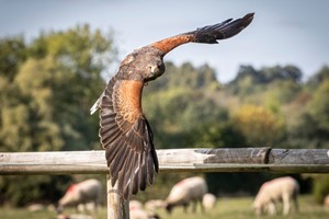 Introduction to Birds of Prey with BB Falconry for Two picture