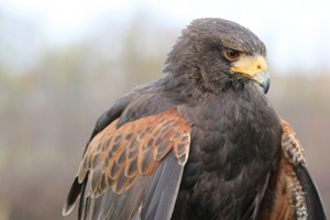 60 Minute Hands On Falconry Taster for One with BB Falconry picture