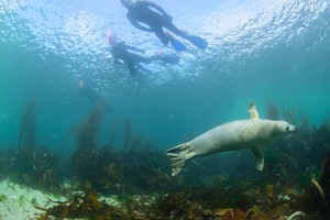 Full Day Interactive Wildlife Boat Tour and Swimming with Seals for One in Oban, Scotland picture