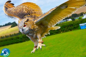 One Hour Junior Falconry Experience For One Adult And One Child At Cjs Birds Of Prey