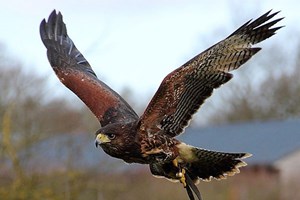 Two Hour Birds of Prey Experience for One at CJ's Birds of Prey Image 3