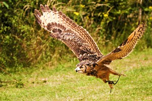 Two Hour Birds of Prey Experience for One at CJ's Birds of Prey Image 4