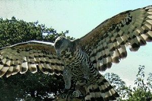 Two Hour Birds of Prey Experience for One at CJ's Birds of Prey Image 5