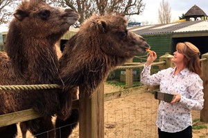 Click to view details and reviews for Camel Close Encounter Experience For Two At Drusillas Park Zoo.