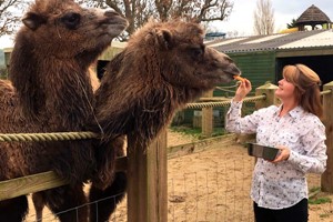 Camel Close Encounter Experience at Drusillas Park Zoo for One Image 3