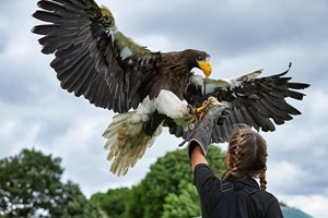 Eagle Handling Experience for Two in Kent Image 3