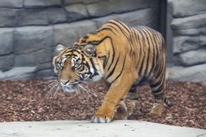 Big Cat Encounter and Afternoon Tea for Two at Twycross Zoo Image 2