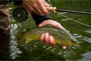 One Day Introduction to Trout Fly Fishing for One picture