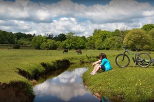 Full Day Bike and Accessory Hire for Two Adults and One Child in The New Forest picture