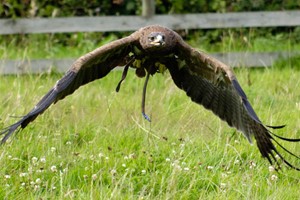 One Hour Introduction to Birds of Prey for Two Children picture