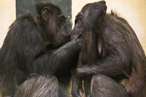 Exclusive Early Bird Tour of Twycross Zoo for up to Four People Image 2
