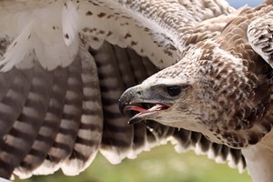 Eagle Handling Experience for One in Kent Image 3