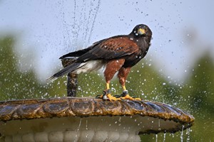 Three Hour Bird of Prey Falconry Session for One at The Hawking Centre in Kent picture