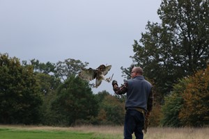 Six Hour Falconry Experience with Lunch and a VIP Tour for One at The Hawking Centre picture