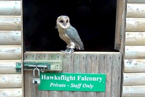 Three Hour Birds of Prey Experience for Two at Hawksflight Falconry Image 2