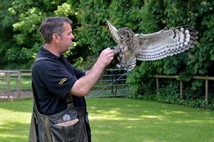 Three Hour Birds of Prey Experience for Two at Hawksflight Falconry Image 3