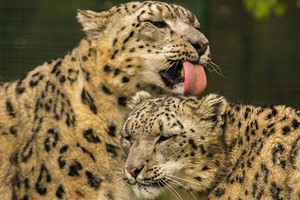 Luxury Lodge Overnight Stay for Two at The Big Cat Sanctuary – Weekdays Image 5