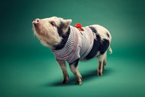 Piggy Pet and Play for One at Kew Little Pigs picture