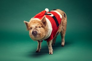 Piggy Pet and Play for Two at Kew Little Pigs picture