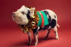 Meet the Pigs for a Family of Four at Kew Little Pigs picture