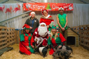 Piggy Pet and Play for One Child at Kew Little Pigs picture