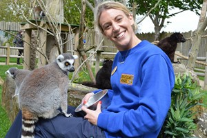 Lemur Close Encounter Experience for Two at Drusillas Park Zoo Image 3