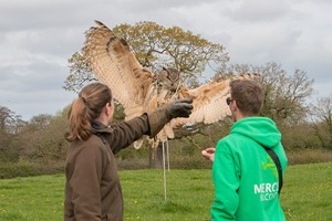 Three Hour Birds of Prey Flying Experience for Two with Mercer Falconry Image 1