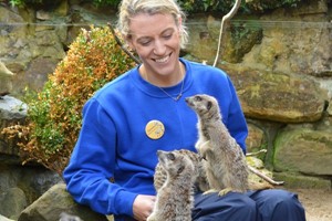 Meerkat Close Encounter Experience for Two at Drusillas Park Zoo  Image 2