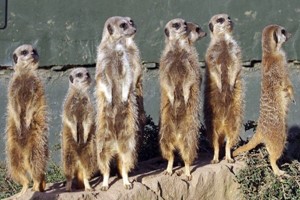 Family Meerkat Encounter and Afternoon Tea for Four at Twycross Zoo Image 1