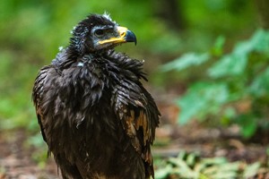 Three Hour Birds of Prey Flying Experience for One with Mercer Falconry Image 3