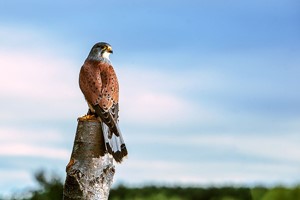 Three Hour Birds of Prey Flying Experience for Two with Mercer Falconry Image 4