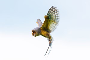 Three Hour Birds of Prey Flying Experience for Two with Mercer Falconry Image 5